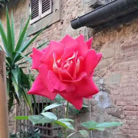 I Colori Del Sodo